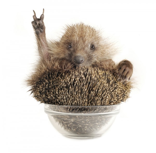 content-marketing-hedgehog9-600x588