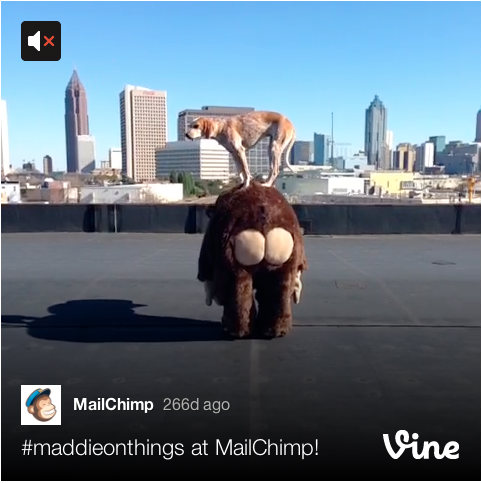 mailchimp dog-vine
