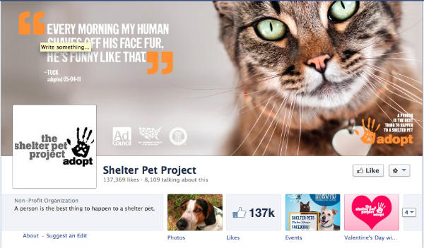 cat face -shelter pet project