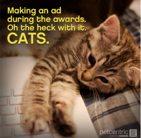 cat picture-tweet during oscars