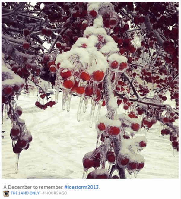 Storify example-frozen berries on tree