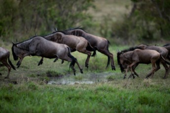 stampeding animals
