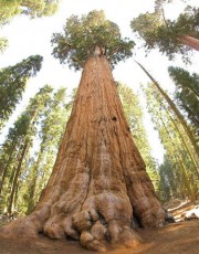 vast tree