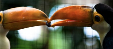 toucans sharing