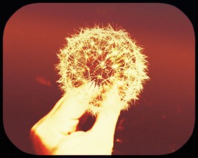 fingers grabbing dandelion fluff-sepia image