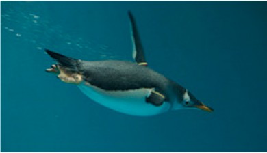 swimming penguin-underwater