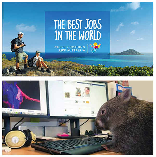 animal at keyboard-best jobs example