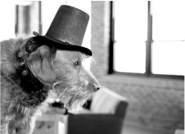 dog with top hat
