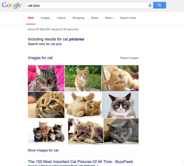 cat-pictures-4