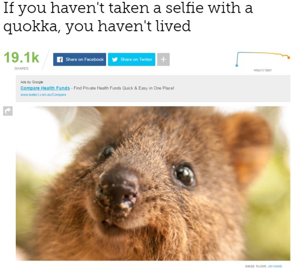 quokka
