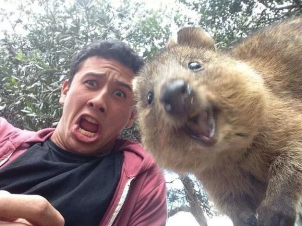 quokka-selfie
