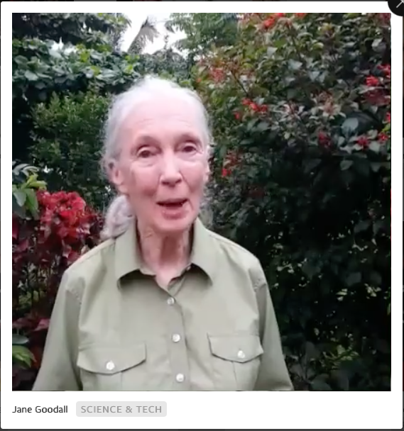 Facebook live video jane goodall