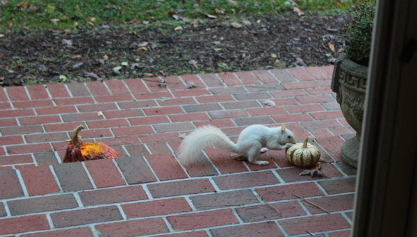 Stephanie Stahl’s magical white squirrel who eats pumpkins, nuts, and nut graphs