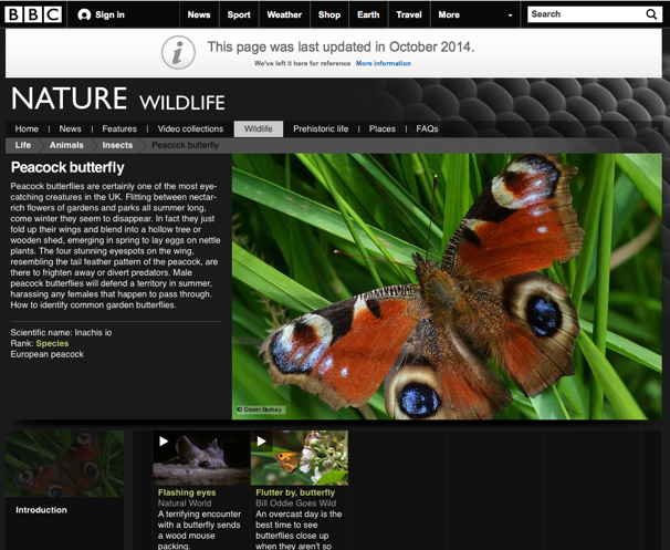 peacock-butterfly-page