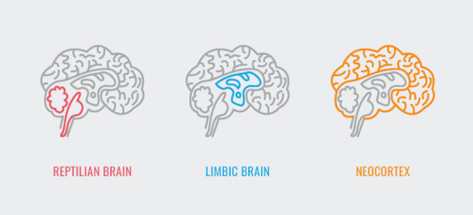 limbic-brain