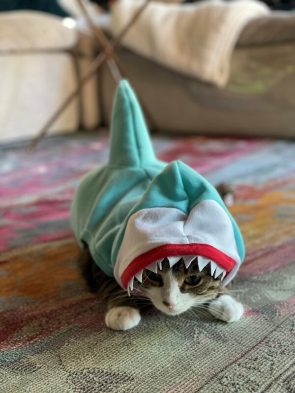 Brown tiger cat with white paws, mouth, and nose in a light blue, red, and white shark costume lying on a multi-colored rug.